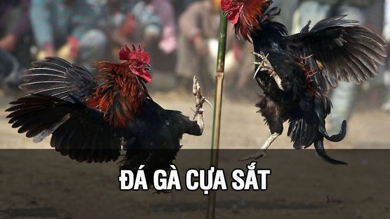 Đá Gà Cựa Sắt