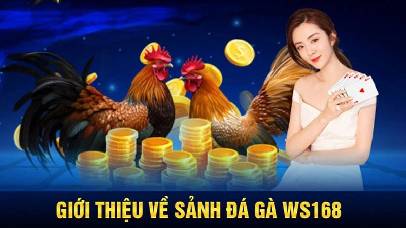 Thông tin cơ bản về sánh đá, chọi gà WS168