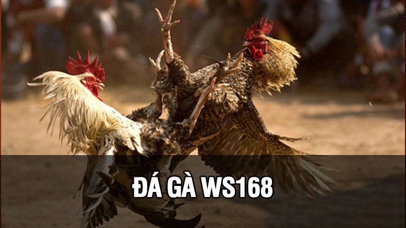 Đá Gà Ws168